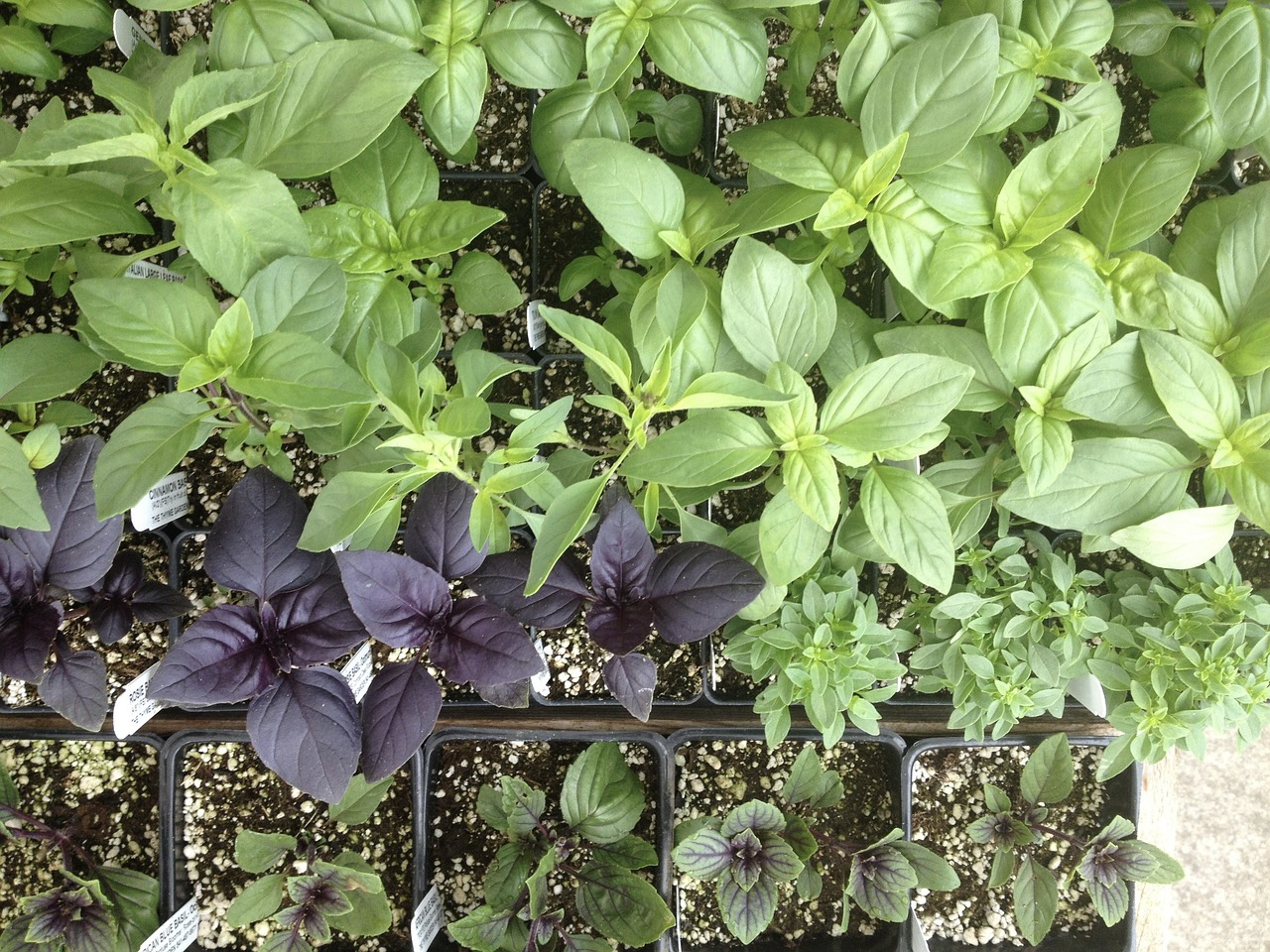 Basil Varieties & Types at a Glance