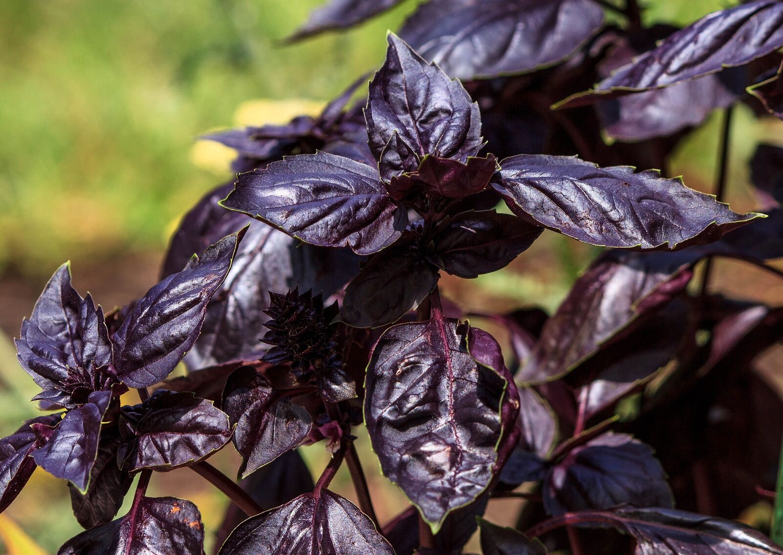 Red basil
