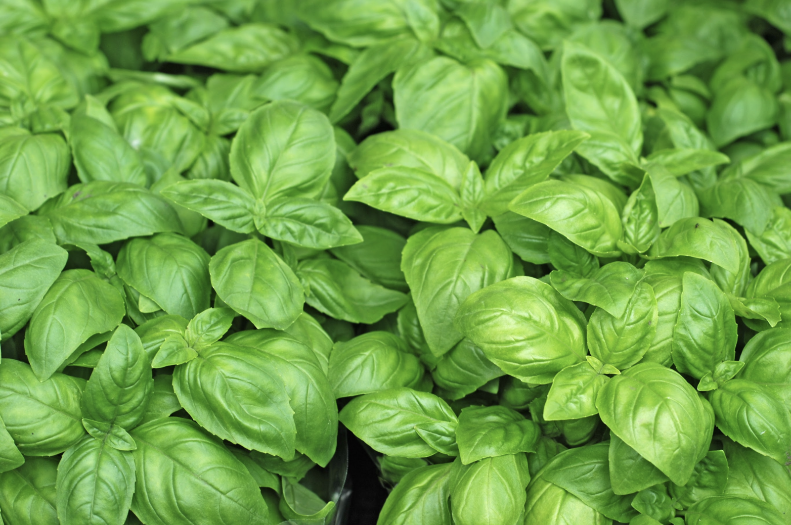 Genovese basil