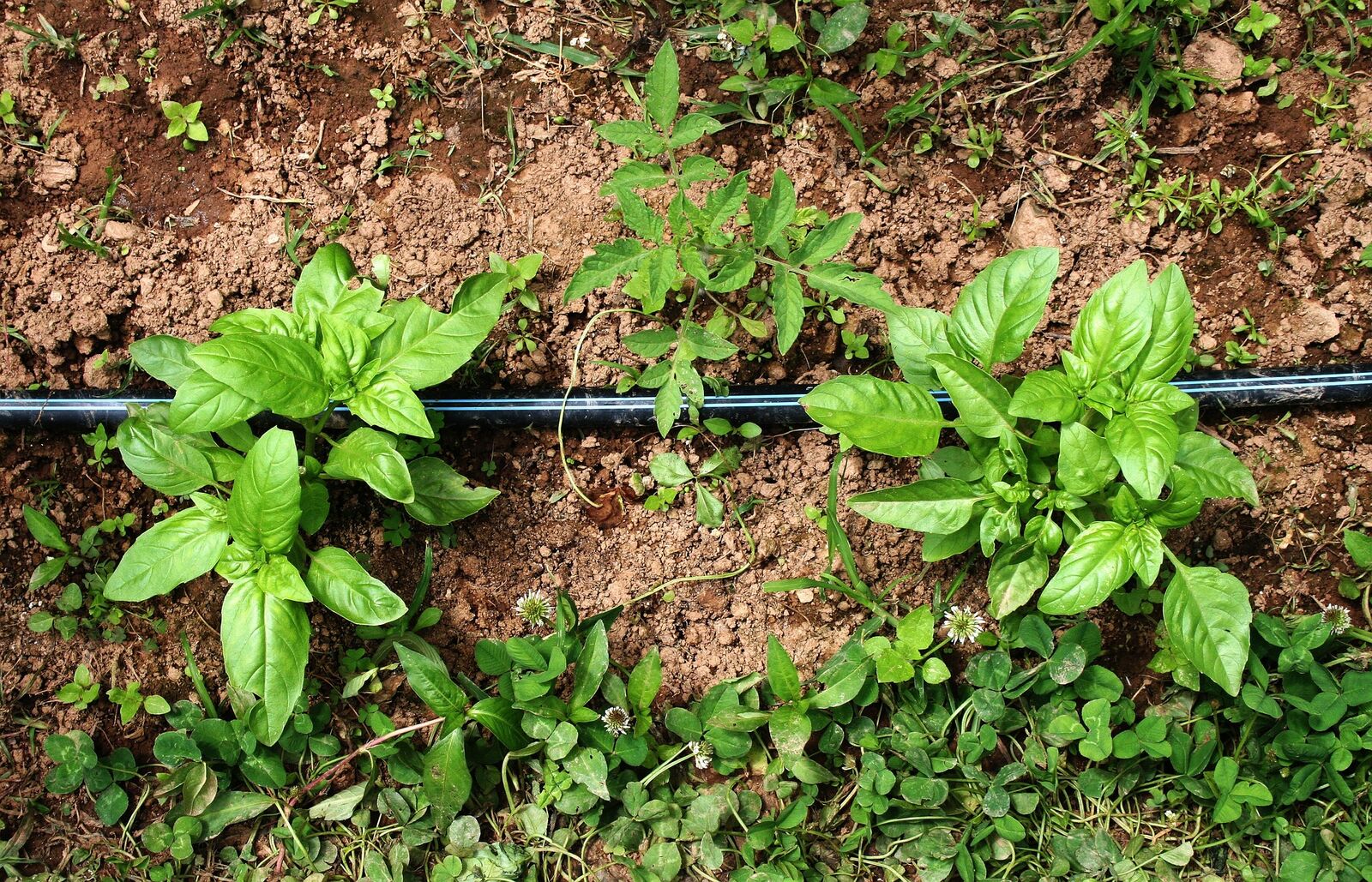 Mixed culture with tomato and basil
