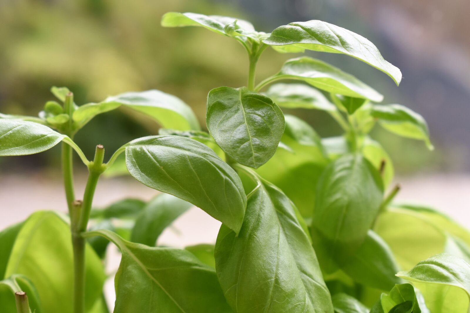 Cutting and harvesting basil