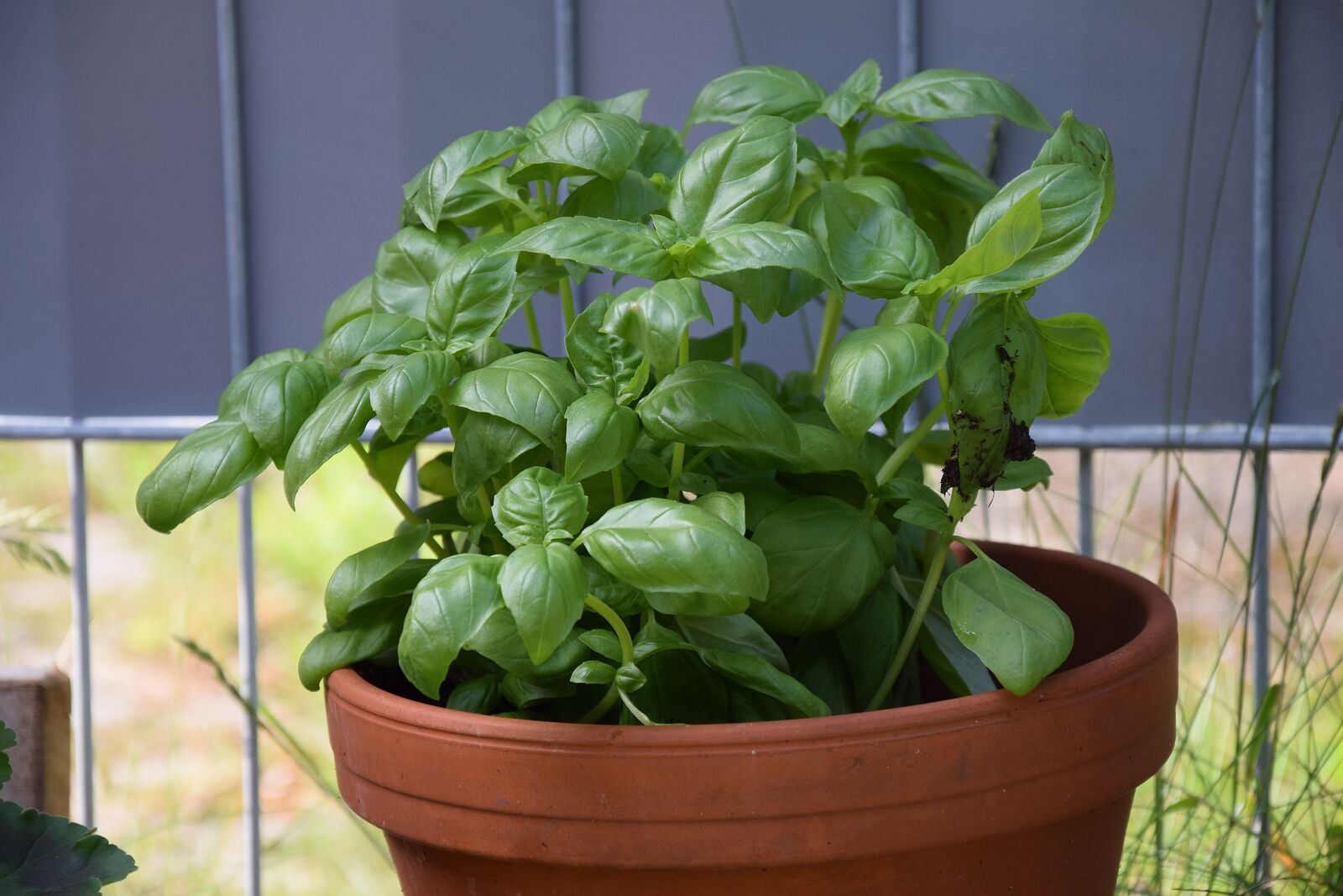 Basil in a pot
