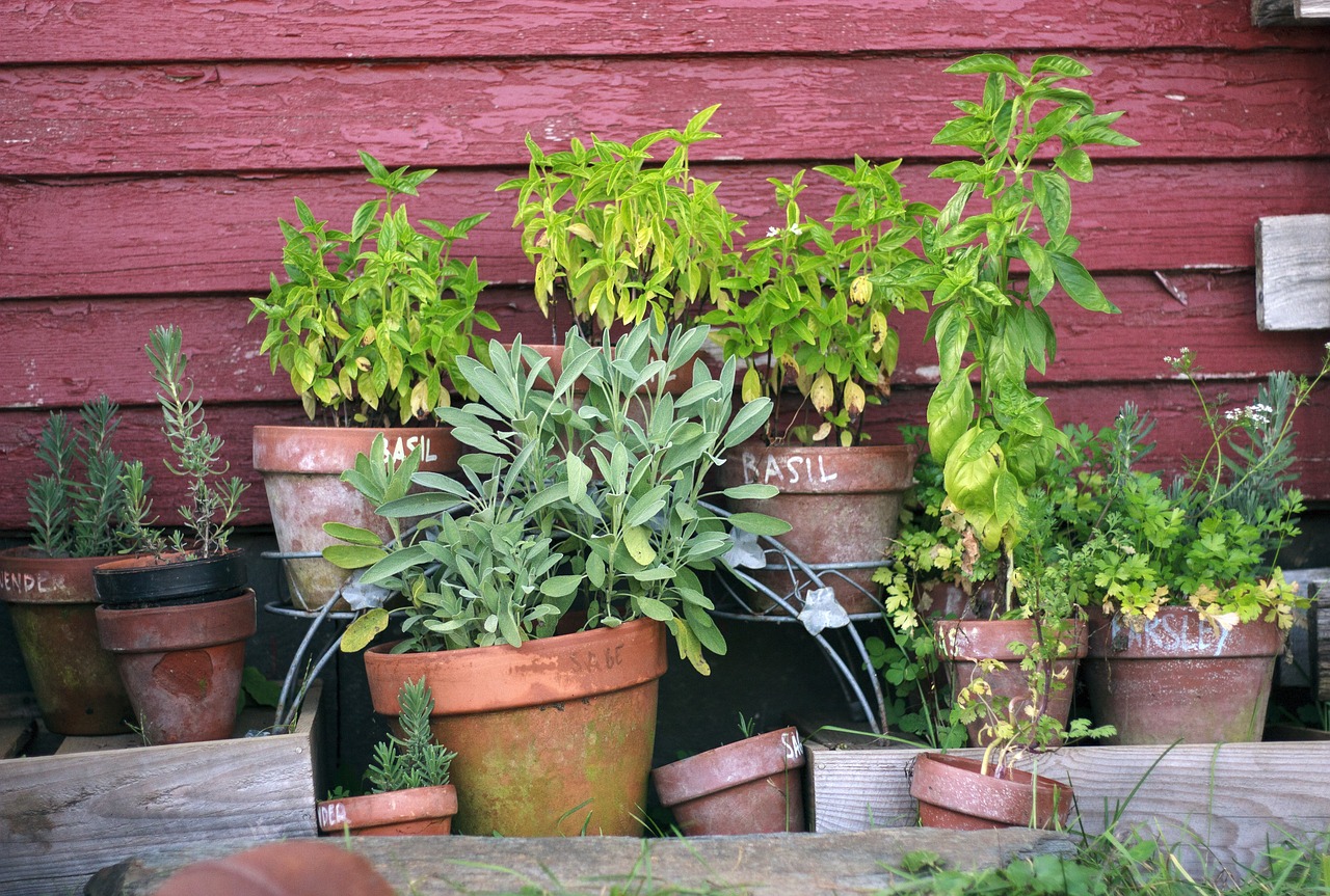 Herb garden with basil in a pot