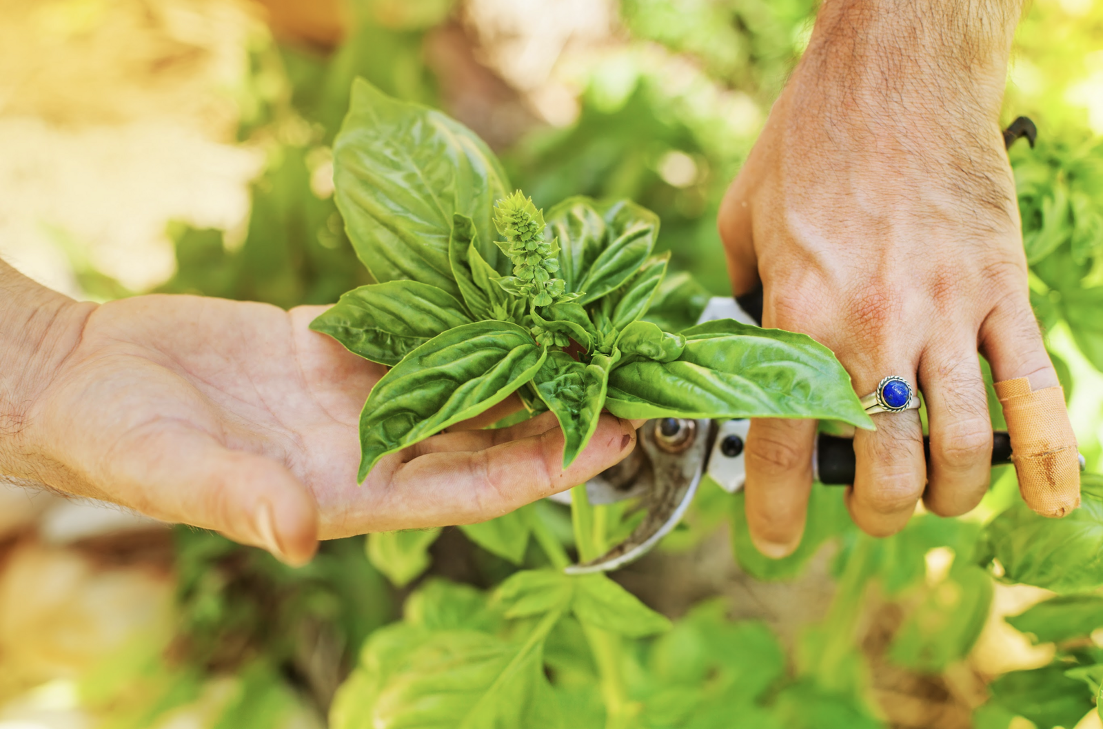 Basil is harvested at the tips of the shoots