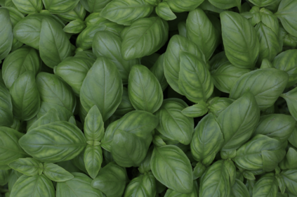 Planting, Caring for & Harvesting Basil