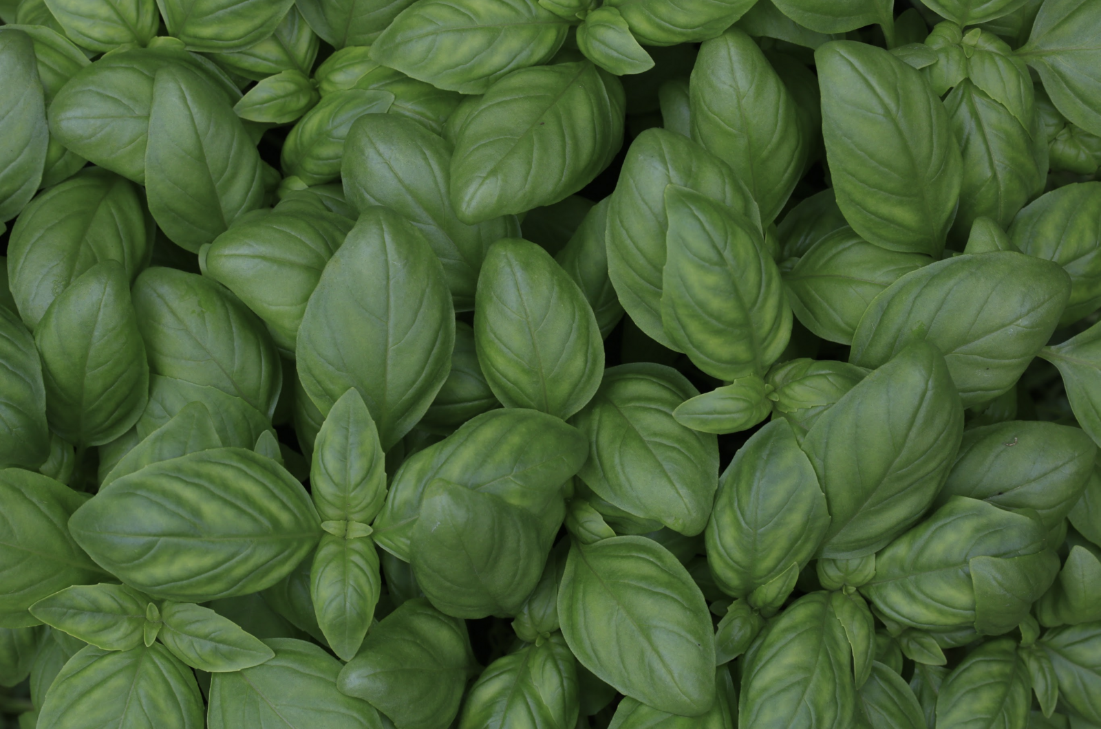 Planting, Caring for & Harvesting Basil