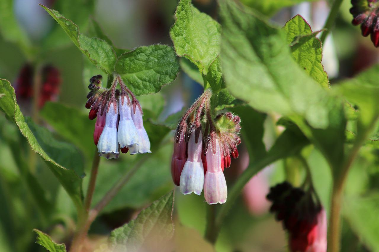 Sowing, propagating and harvesting comfrey