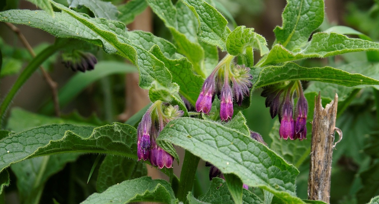 Comfrey plant with purple flowers
