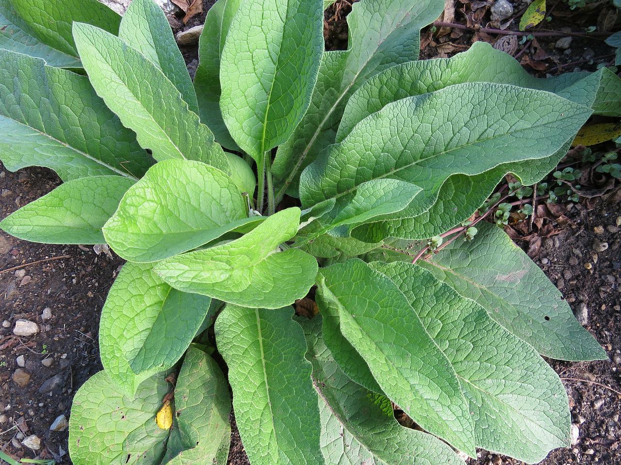 Rosette of the comfrey plant with lush leaves.