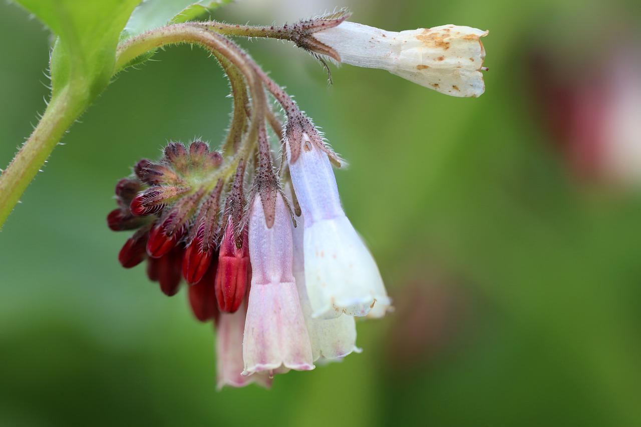 Inflorescence of the Caucasus legume 'Hidcote Blue'