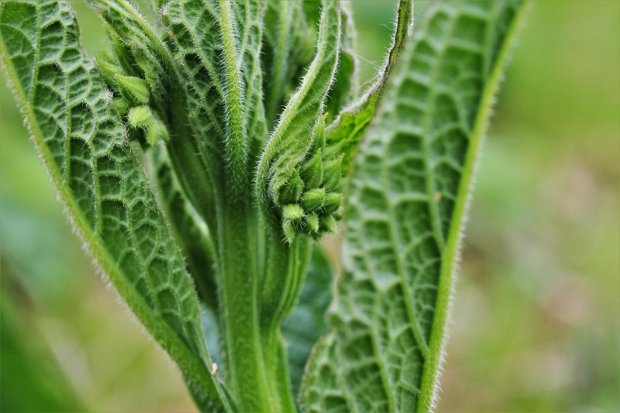 The leaves and stems of comfrey are bristly and hairy.