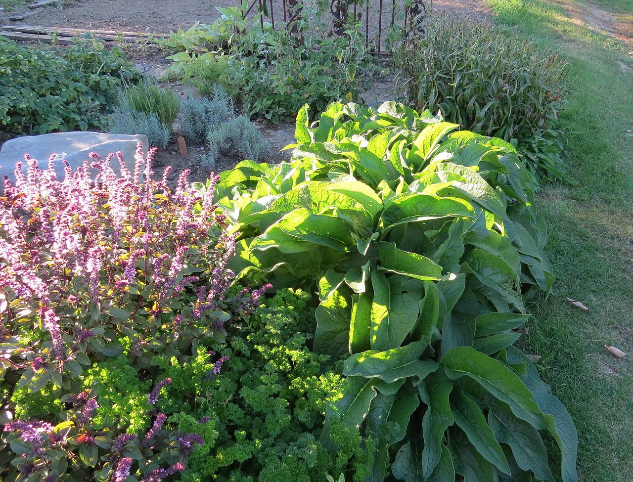 Comfrey perennial next to herbs in the bed
