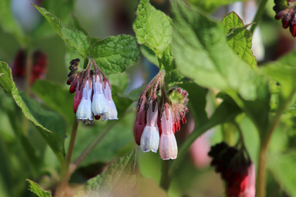 Sowing, Propagating and Harvesting Comfrey
