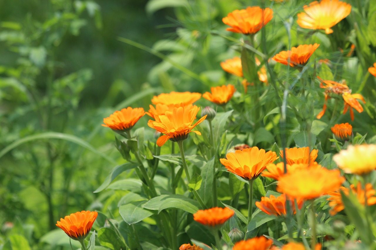 Ringelblumen als Pflanzenschutz