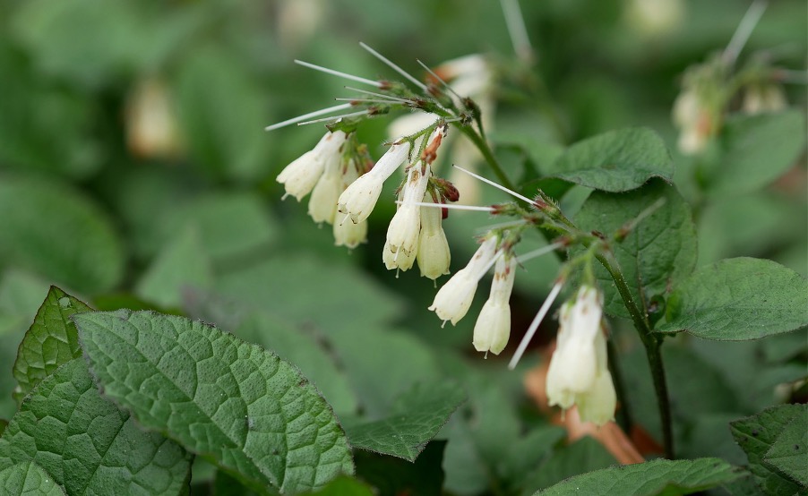 Harvesting comfrey 