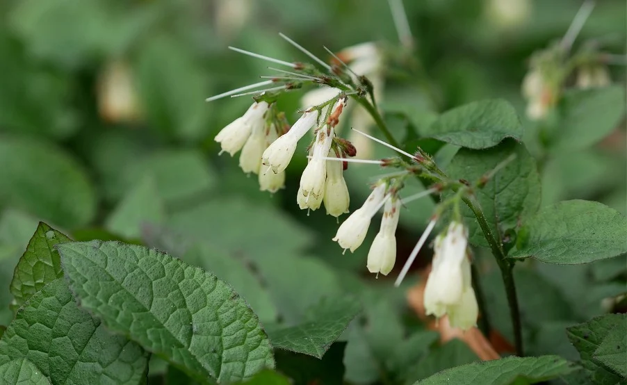 Harvesting comfrey 