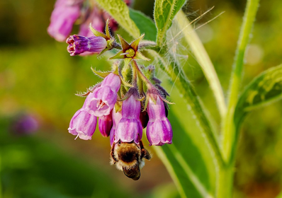 How to Make Comfrey Fertilizer: A Guide