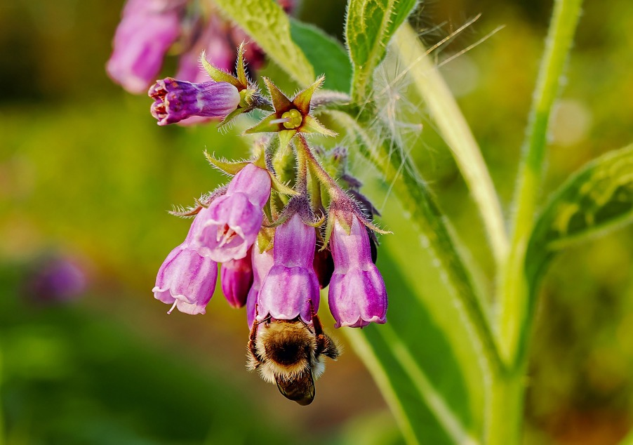 How to Make Comfrey Fertilizer: A Guide