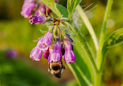 Comfrey manure as an organic fertilizer: a guide