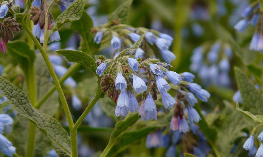 Prepare comfrey liquid manure