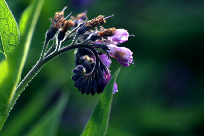 How to Make Comfrey Salve/Ointment: Recipe, Use & Effect