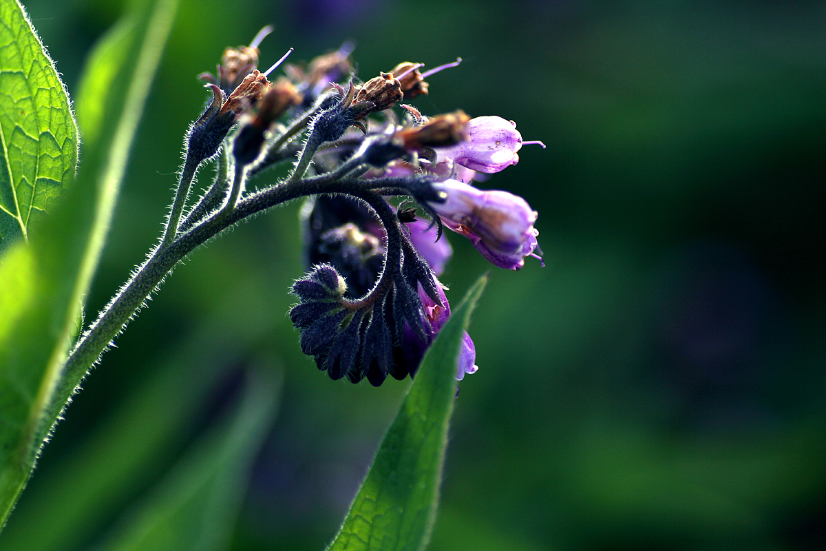 How to Make Comfrey Salve/Ointment: Recipe, Use & Effect