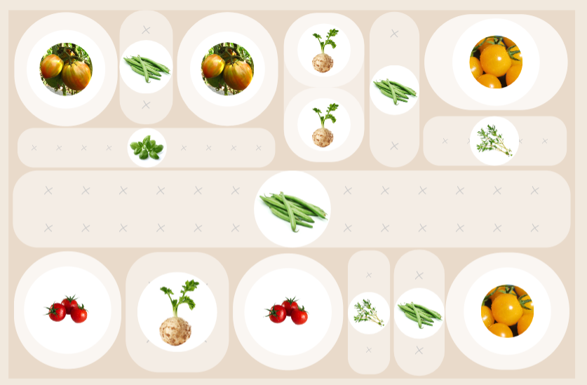 planting plan with tomatoes and celery