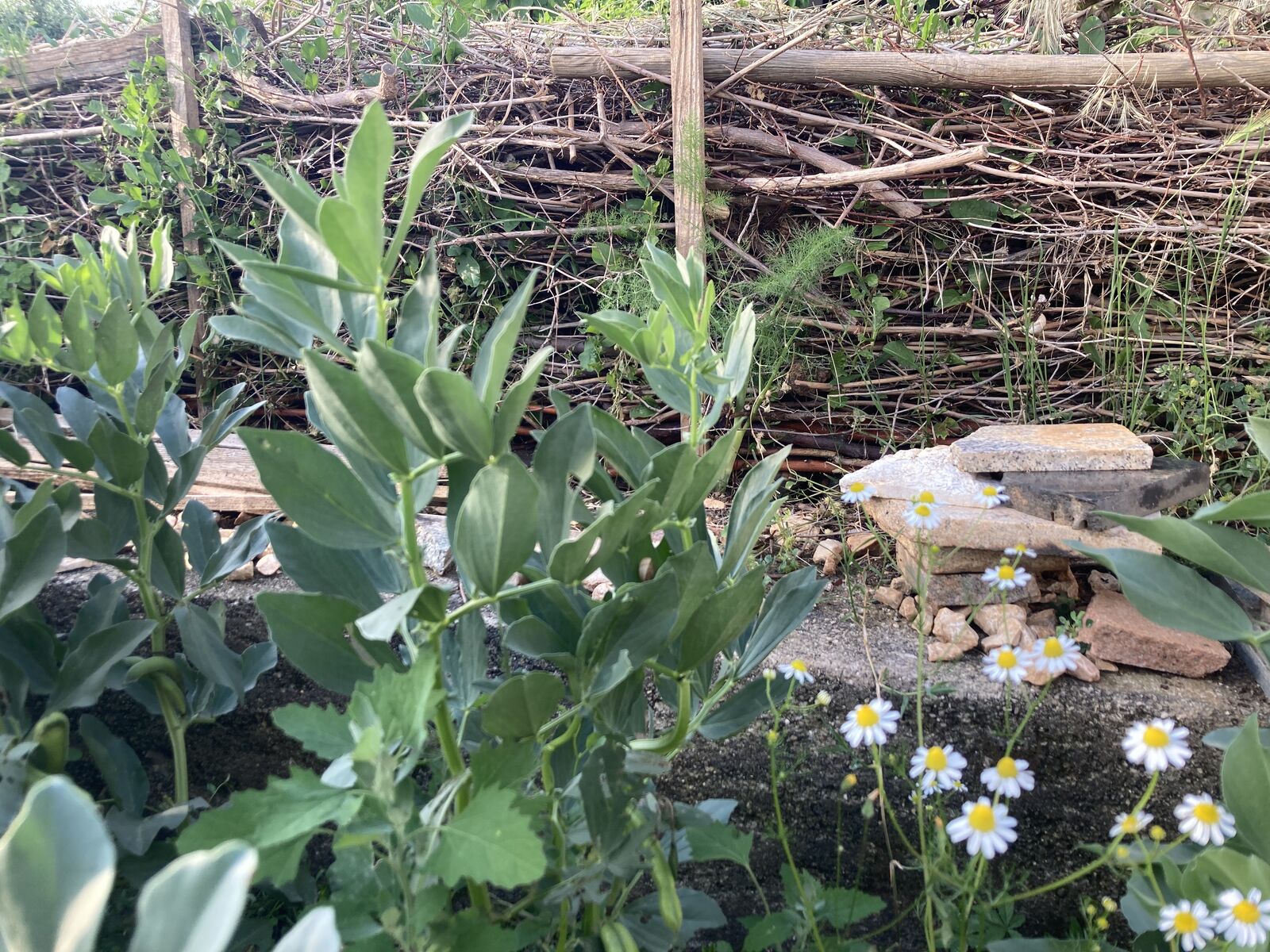 Deadwood hedge as a border