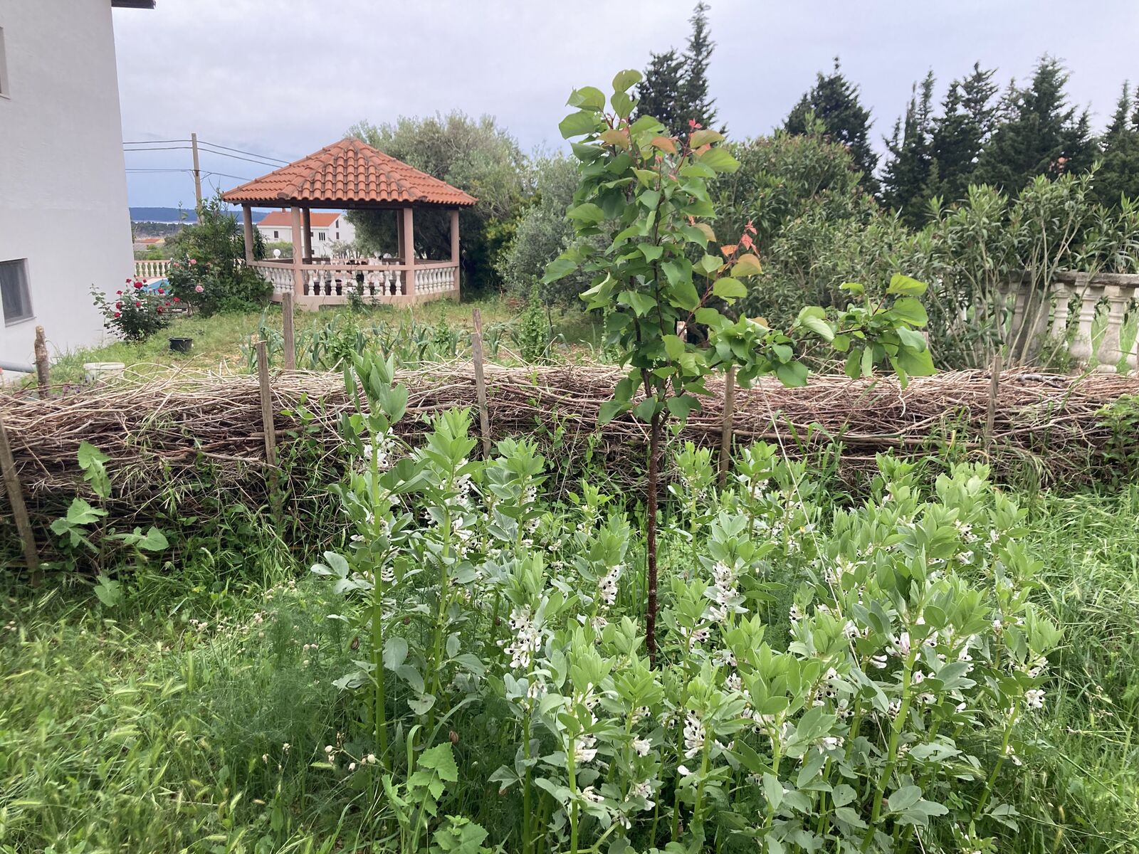 Benjeshecke als Grenze zwischen Beeten und Obstbaumwiese