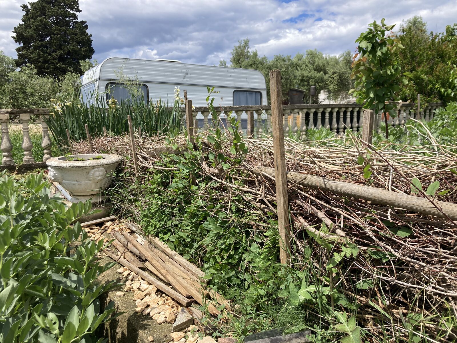 Benjes hedge already overgrown with plants