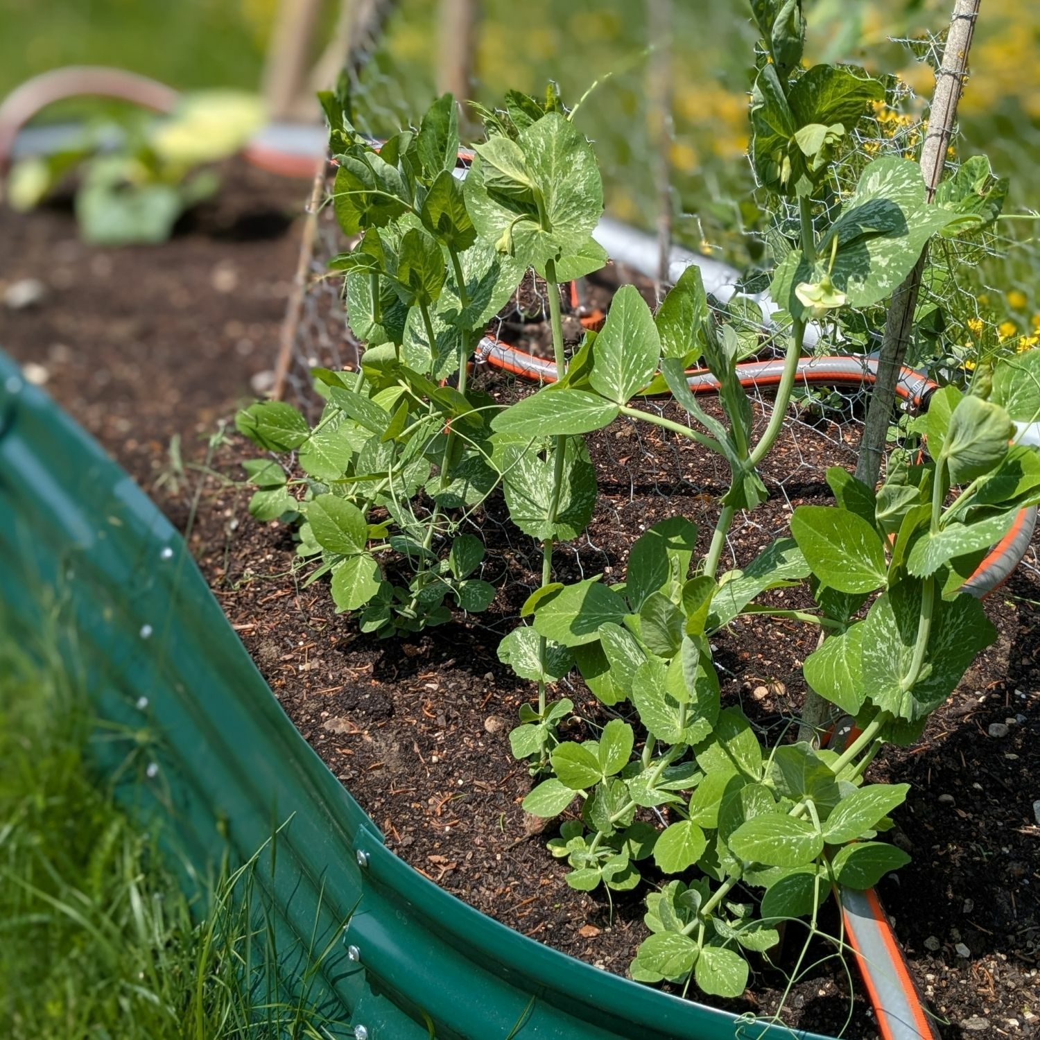 Bewässerungssystem für Hochbeet und Balkon