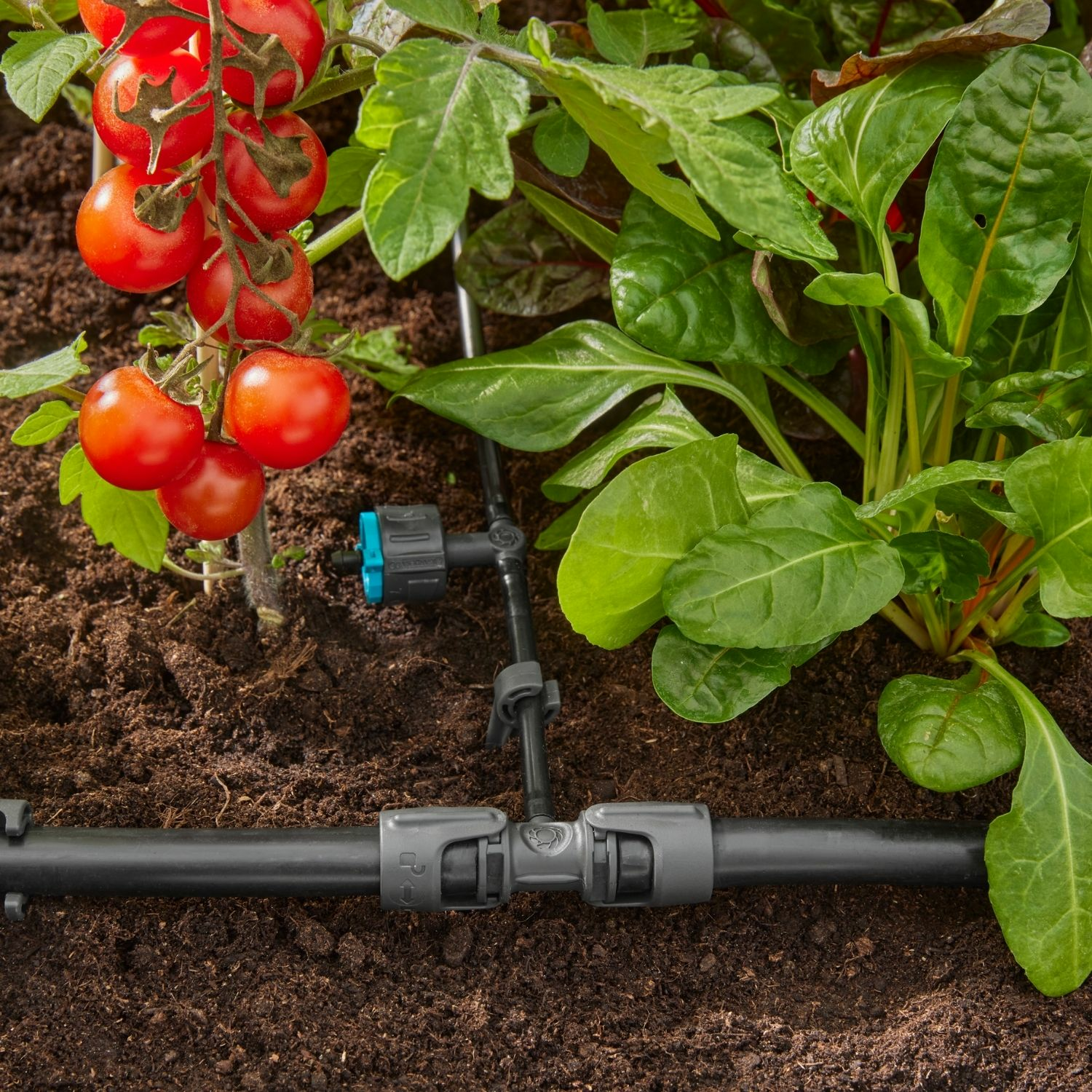 tröpfchenbewässerung im Gemüsebeet