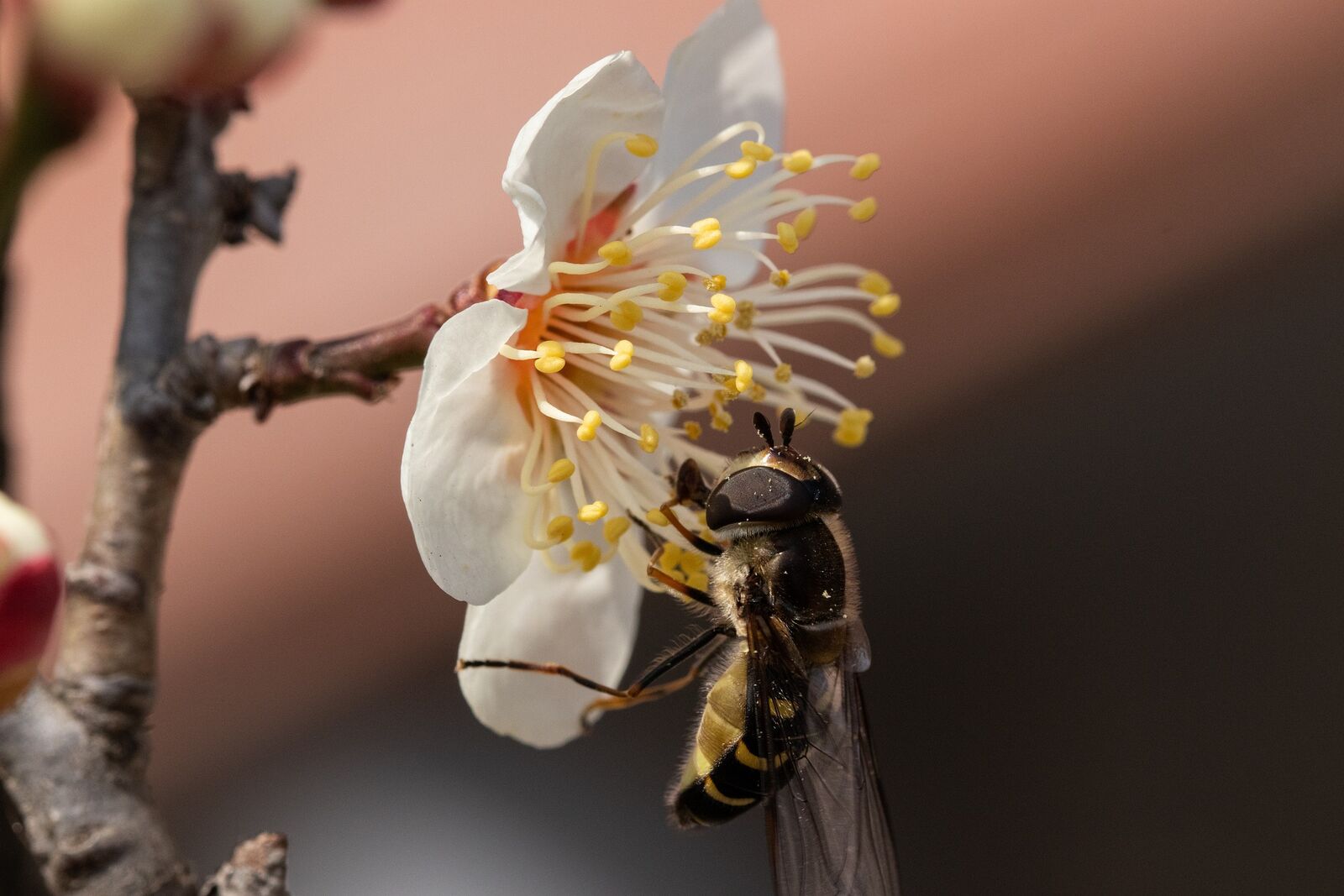 Biene am Obstbaum