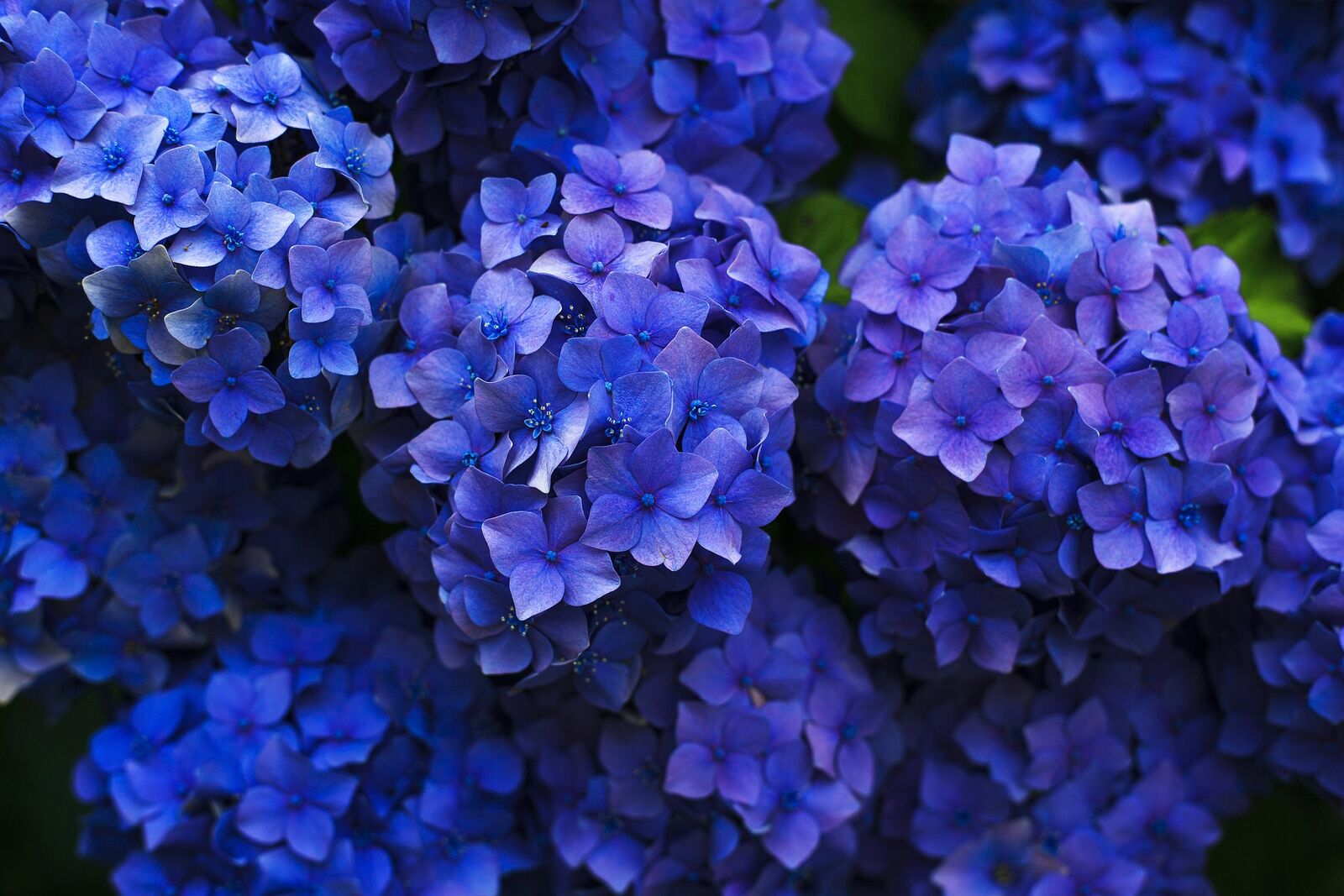 Blue hydrangea in the garden