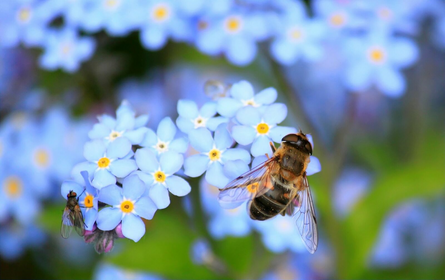 Bee-friendly plants: Flowers, Trees & Co.