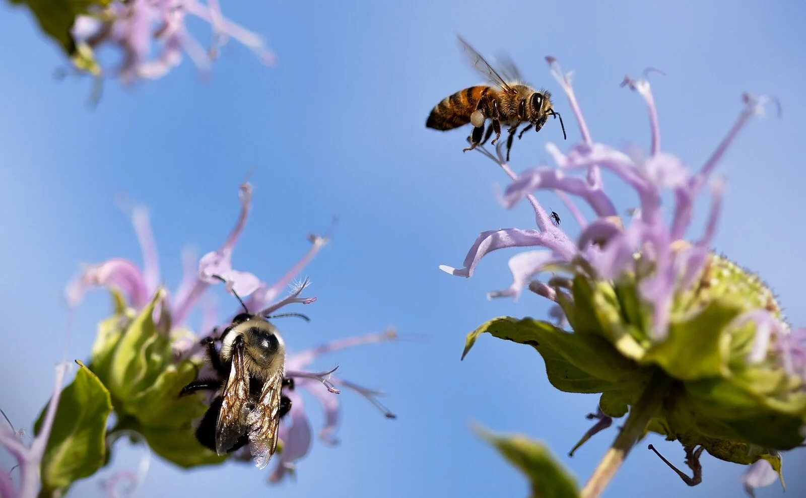 Bees at the field scabious