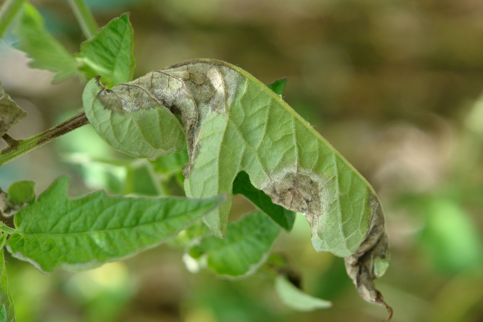 Brown rot on tomato leaves.