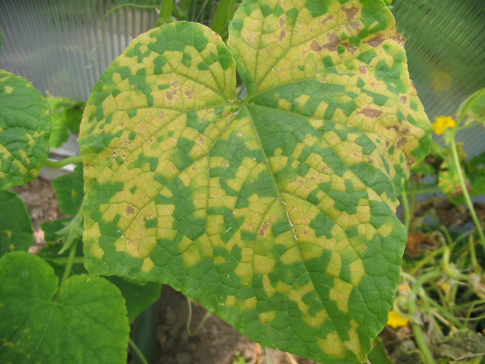 Downy mildew on zucchinis