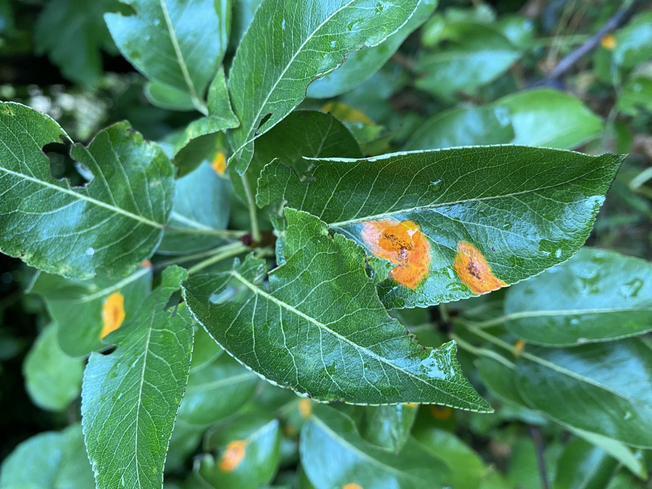 Determine Leaf Diseases: Damages on Diseased Leaves