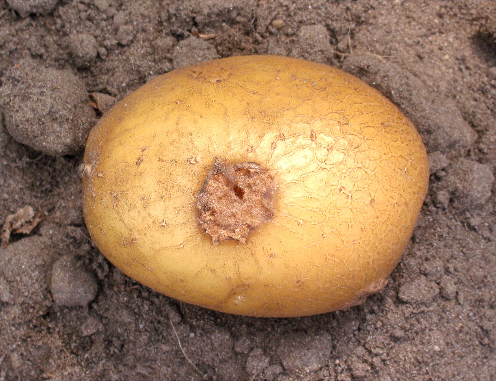 Potato with potato scab