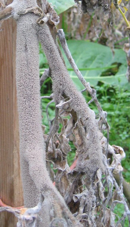 Botrytis-befallene Tomate