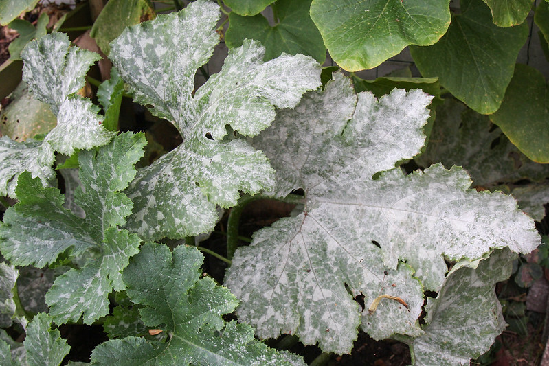 Powdery mildew on zucchini leaves.