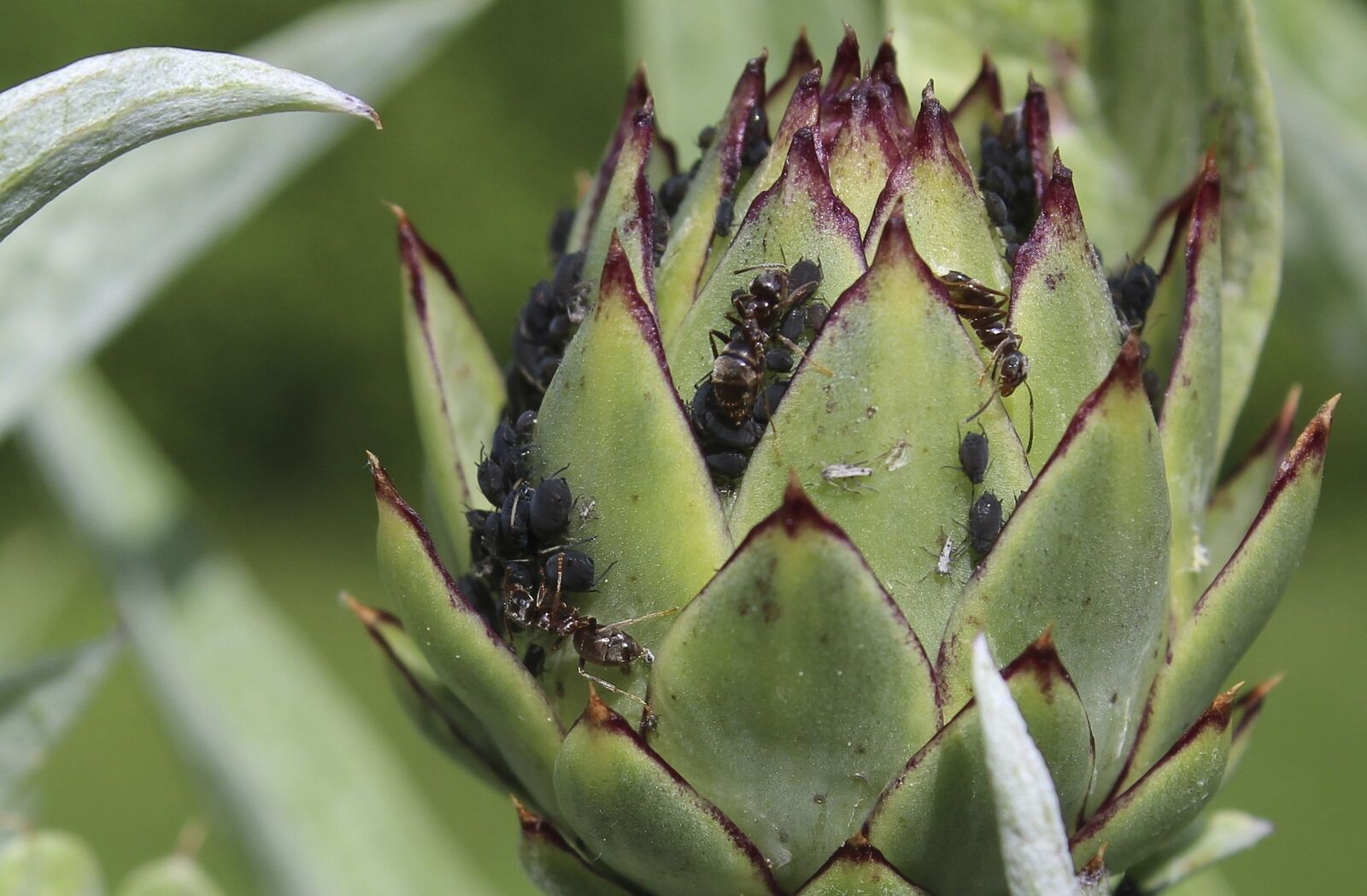 How to Prevent and Get Rid of Aphids: Natural Home Remedies