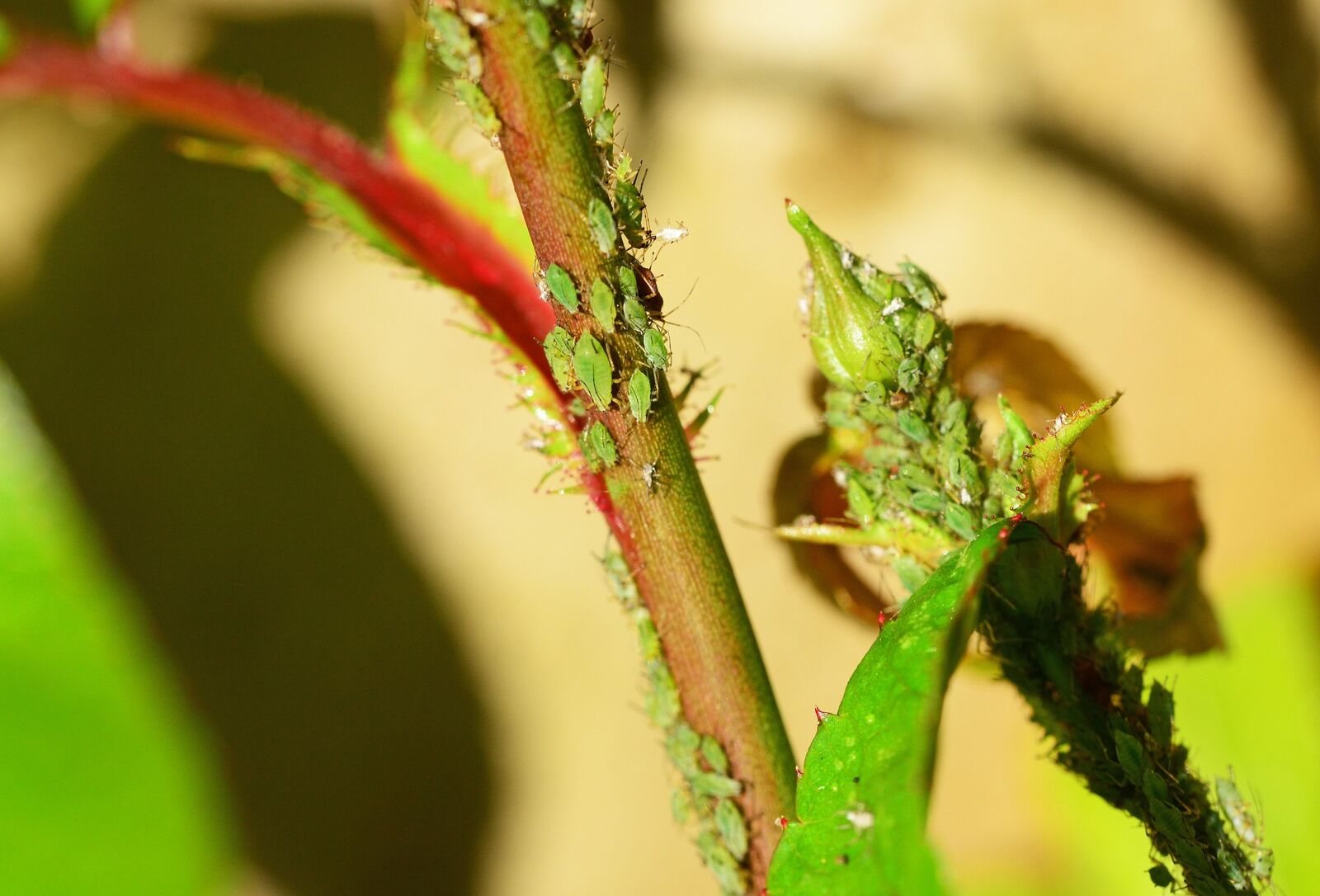 green aphid