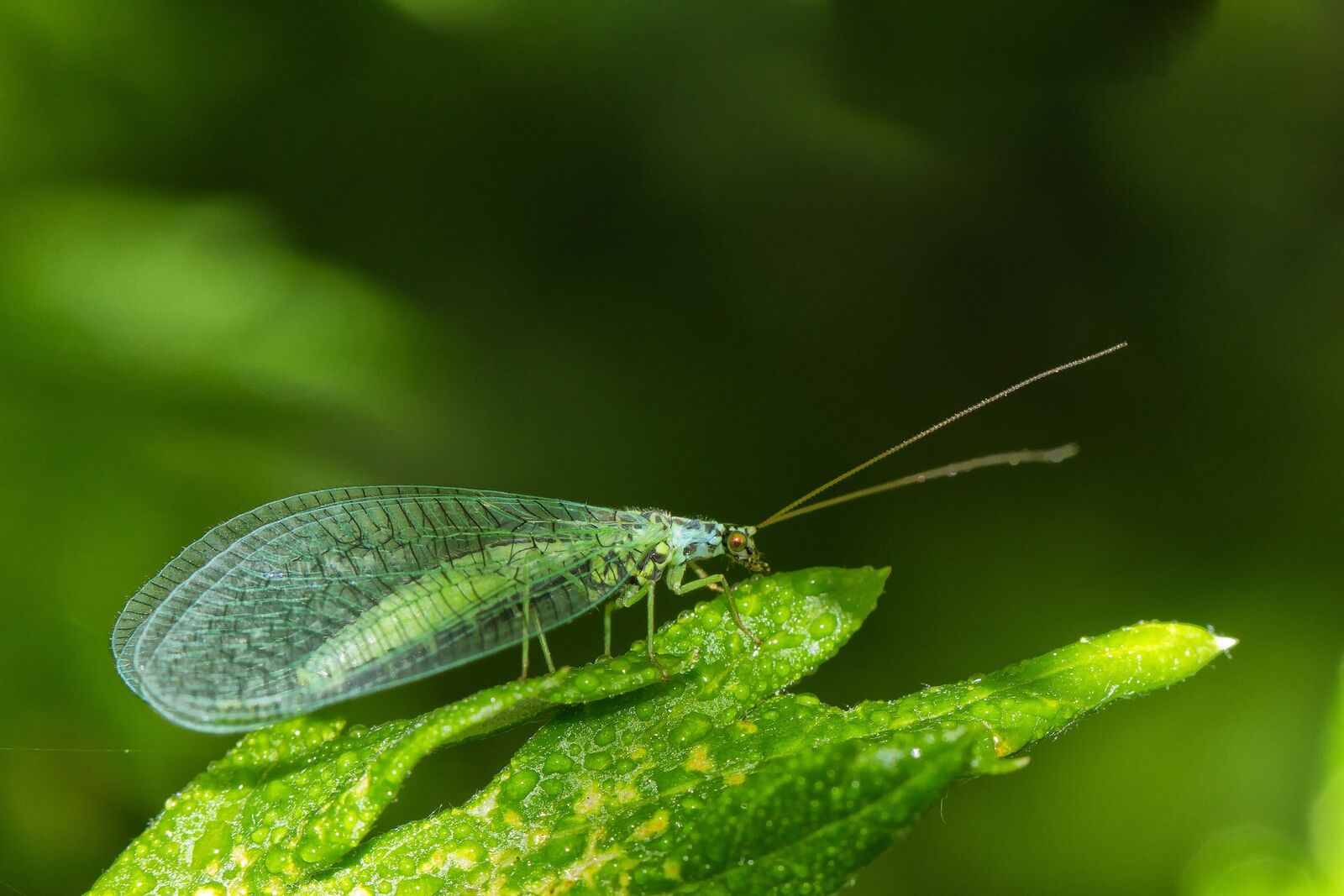 Lacewings against aphids