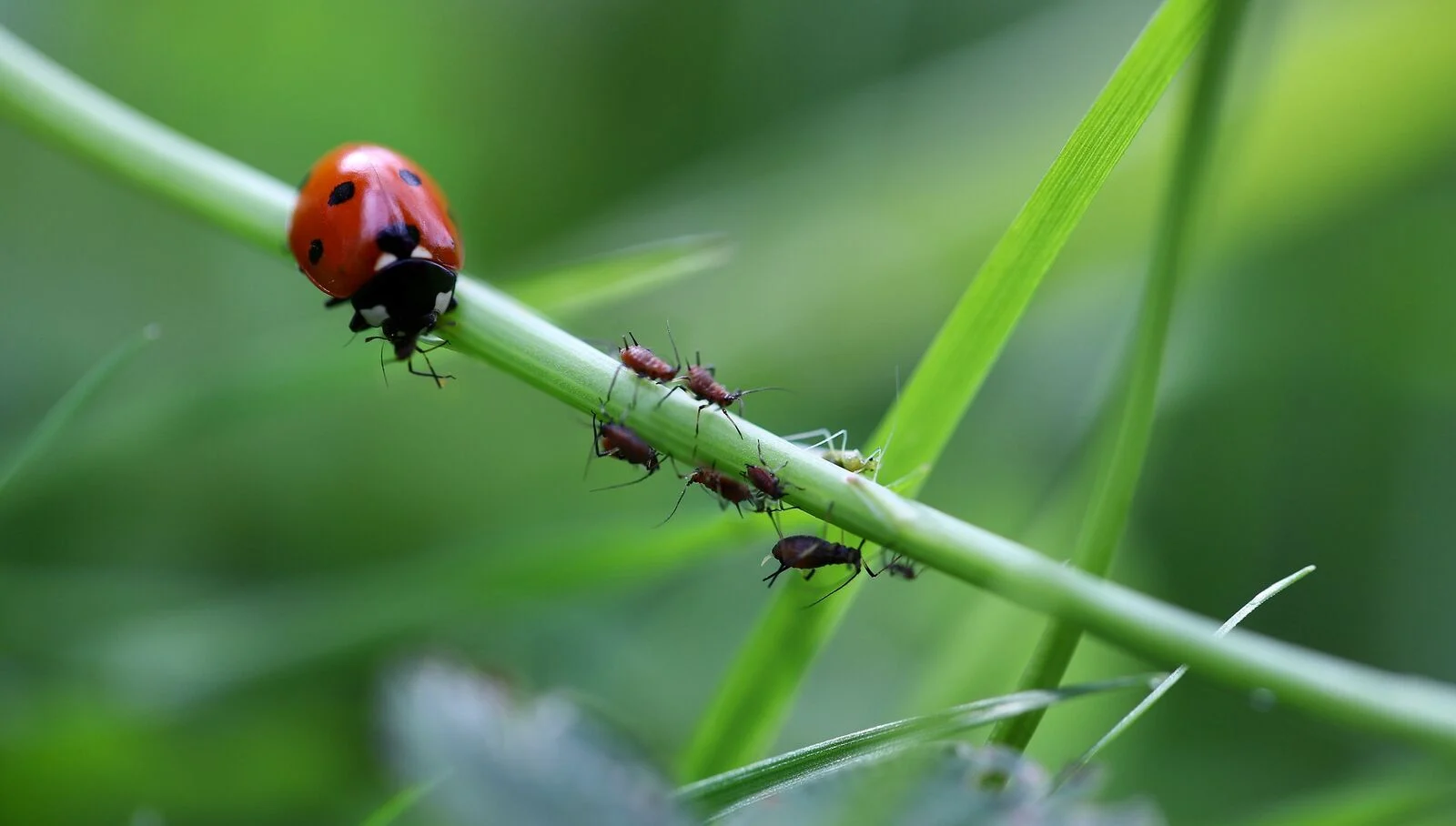 Beneficial insects against aphids: the ladybird