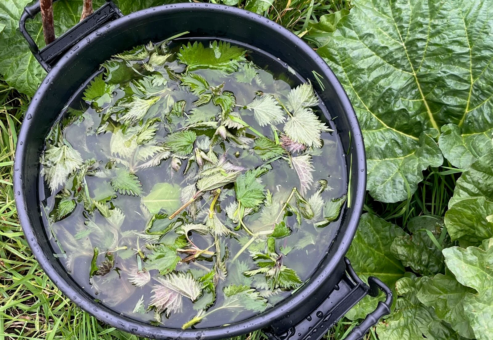 Nettle liquid manure against aphids