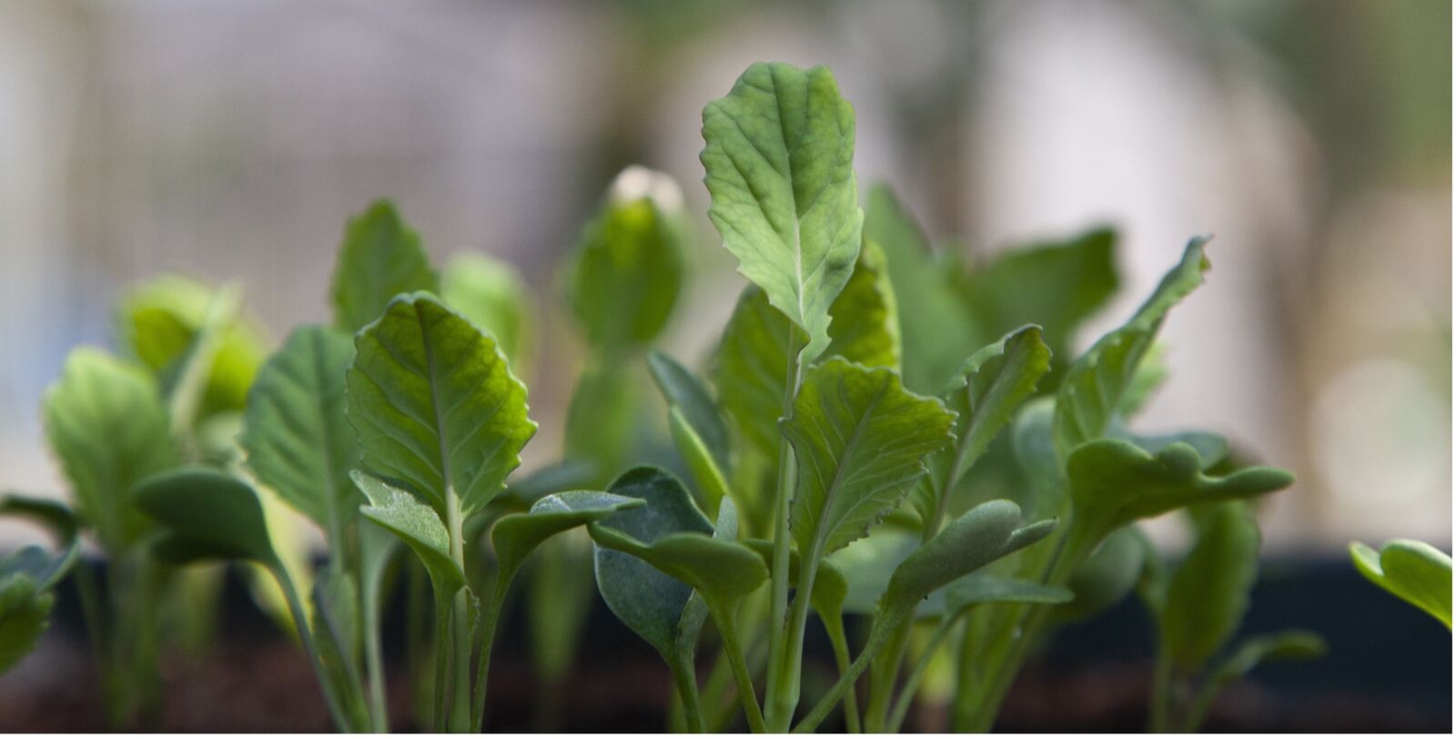 Growing and planting out cauliflower young plants 