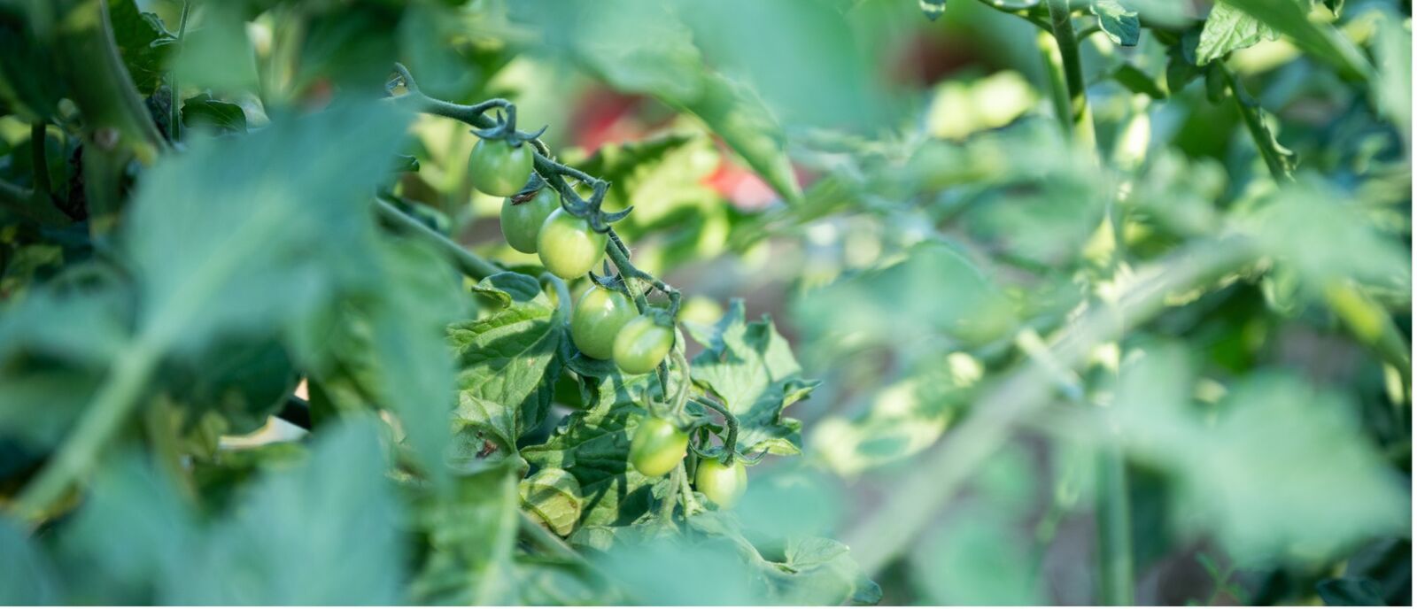 Tomaten als gute Nachbarn für Blumenkohl