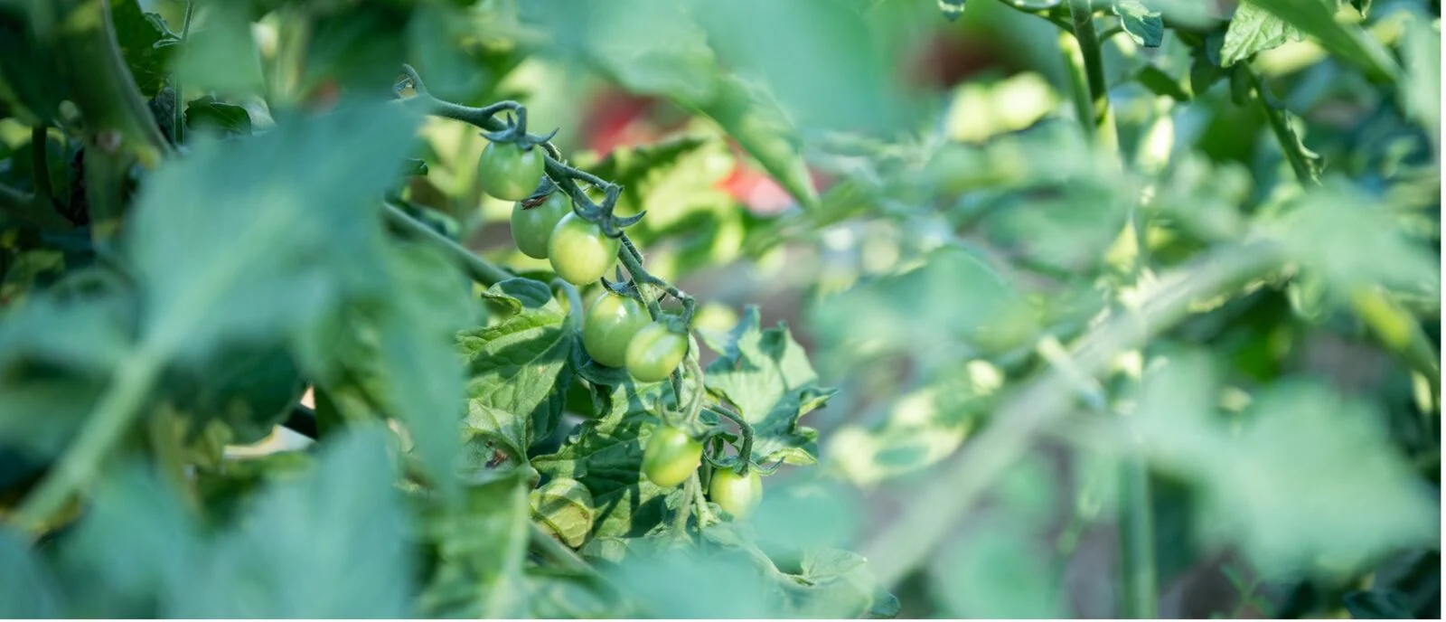 Tomatoes as good neighbors for cauliflower
